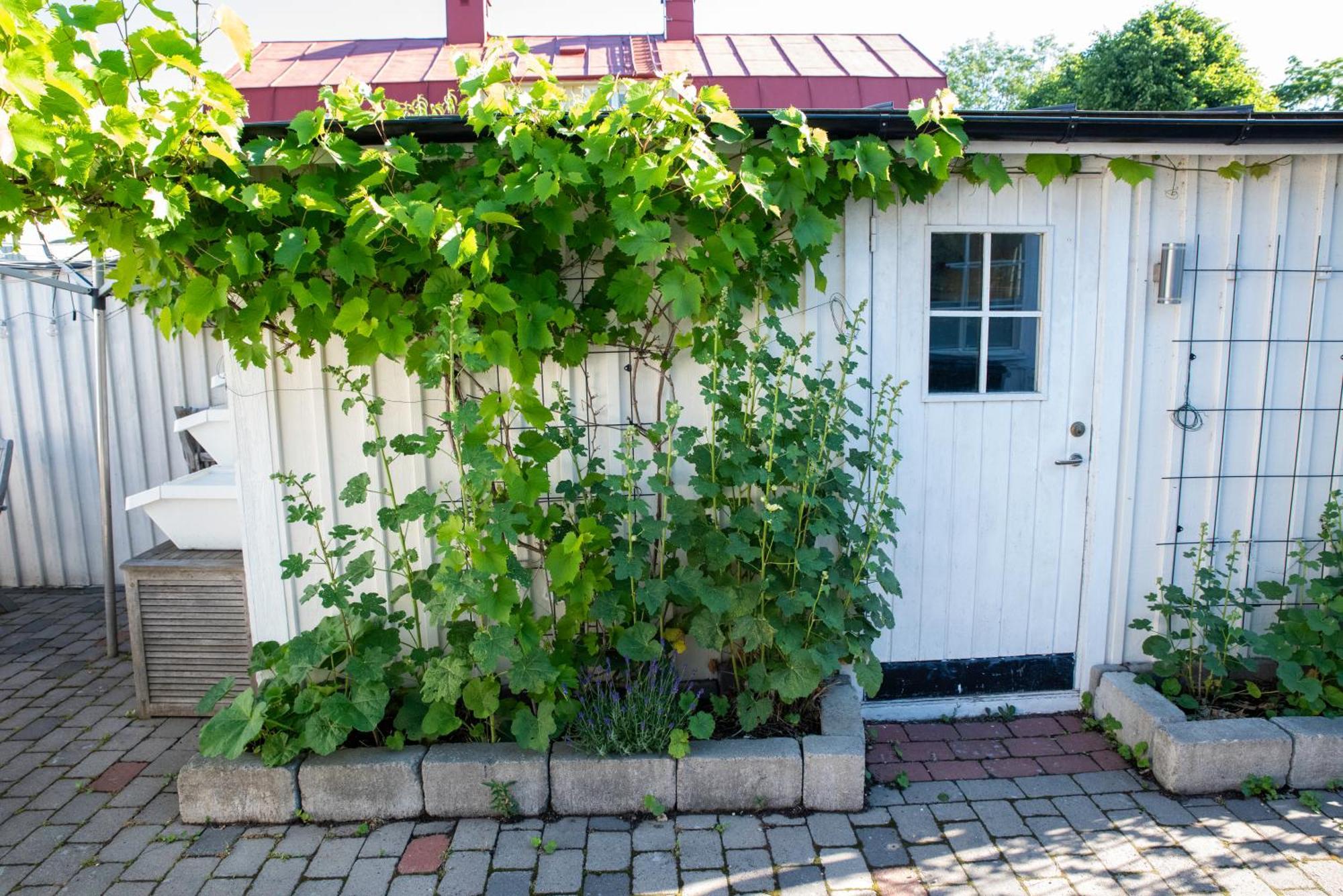 Guest House Tullgatan 24 Borgholm Bagian luar foto